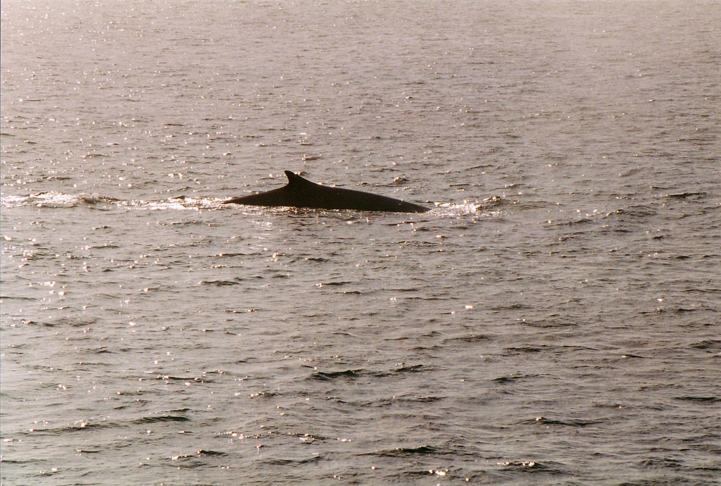 03 -Tadoussac (13).jpg